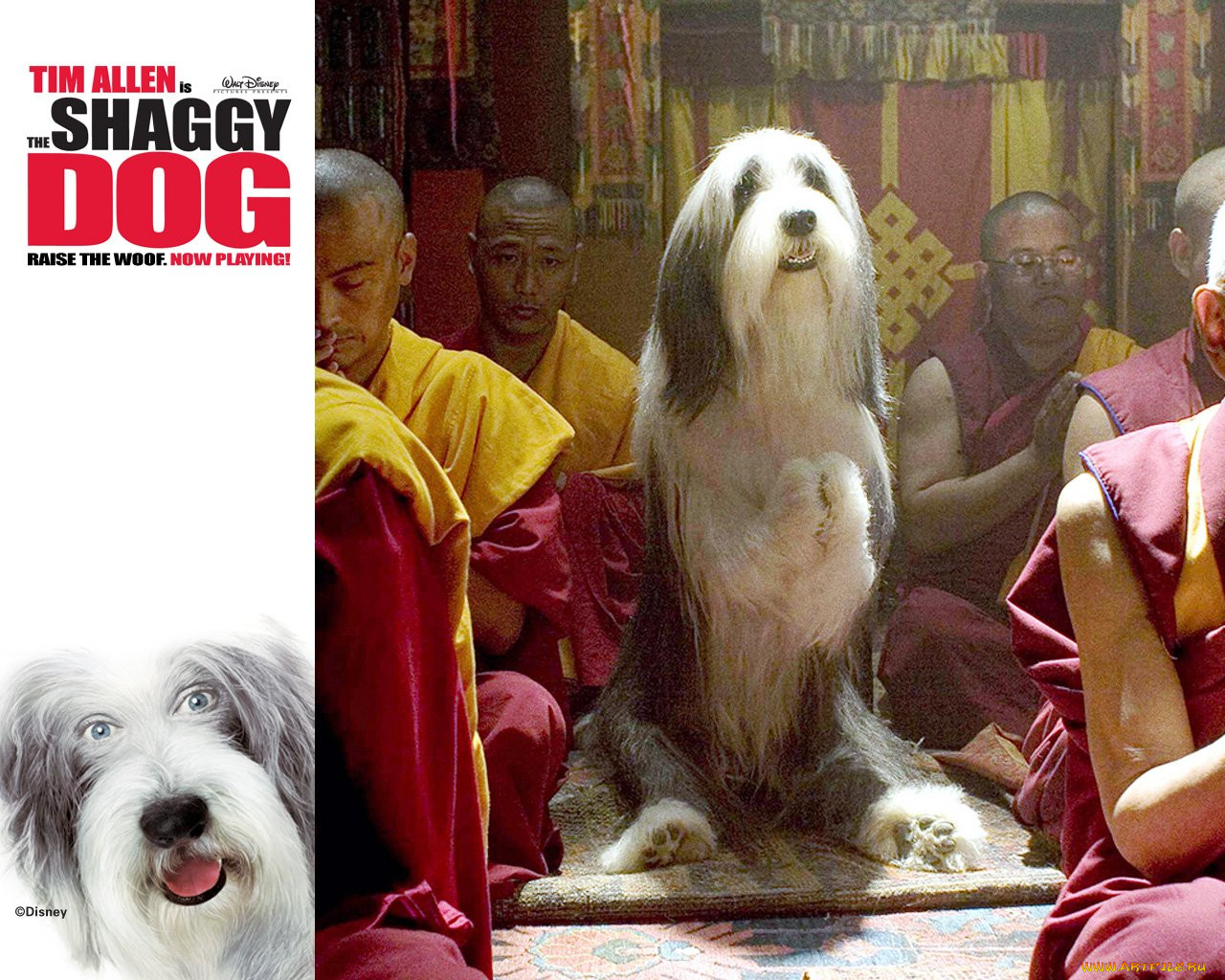 , , the, shaggy, dog